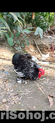 একজোরা কোচিং মুরগী বিক্রি করা হবে রানিং।
